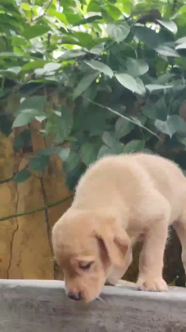 Beagle Black & Tan Puppy, farm video