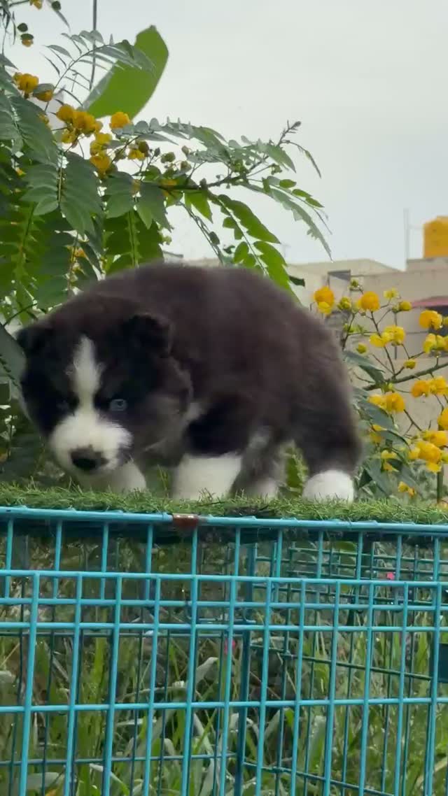 Siberian Husky Puppy | Black & White Color, farm video