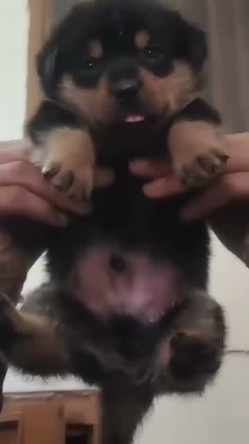 Rottweiler Puppy, farm video