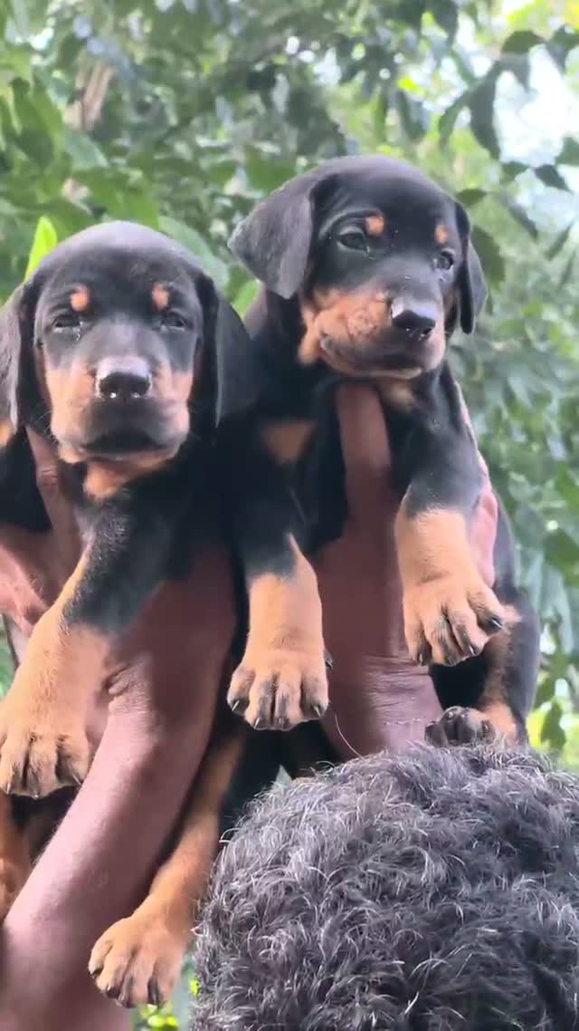 Dachshund Puppy | Brown & Tan, farm video