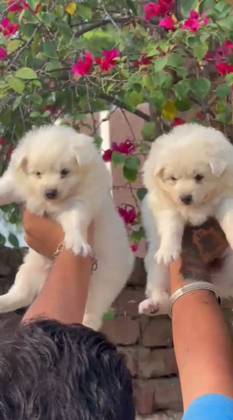 Pomeranian Puppy, farm video
