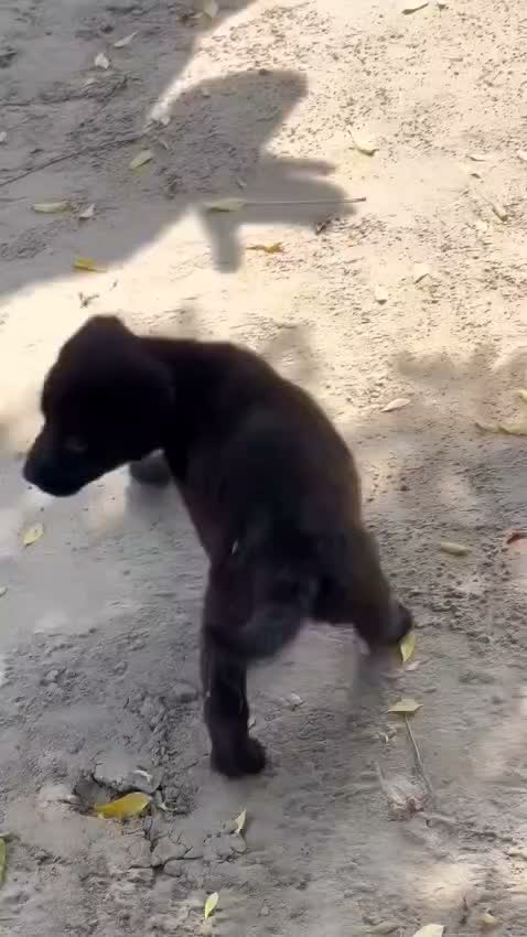 Beagle Black & Tan Puppy, farm video