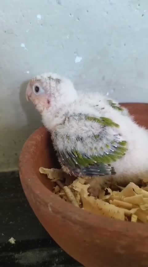Pineapple Headed Conure, farm video