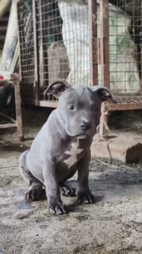 American Bully XL Size Puppy, farm video