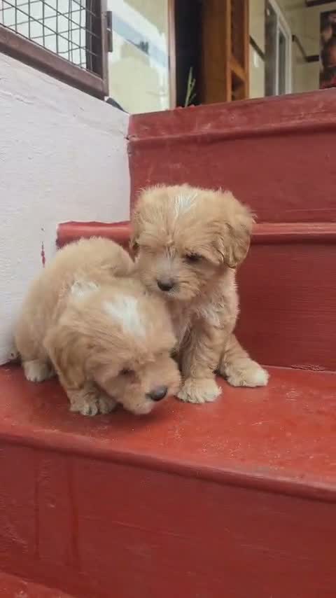 Maltipoo Puppy, farm video
