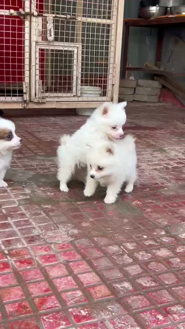 Pomeranian Puppy, farm video