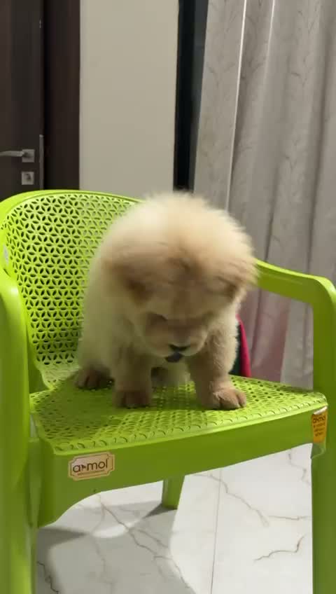 Chow Chow Puppies, farm video