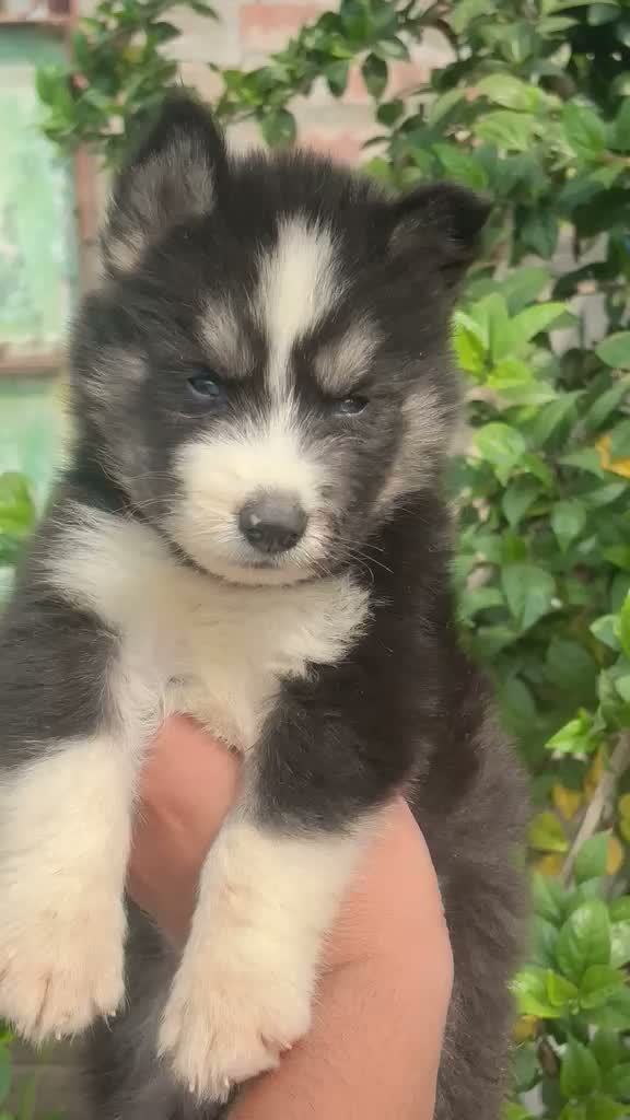 Siberian Husky Puppy | Black & White Color, farm video