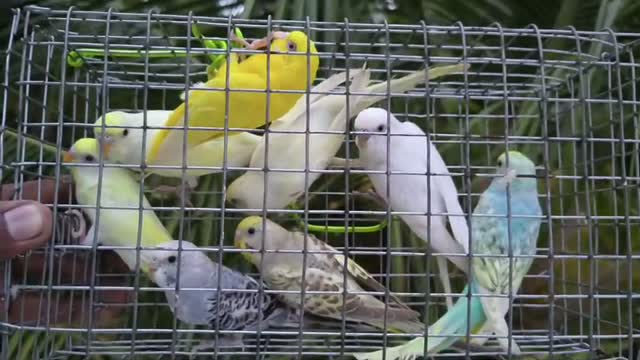 Budgies | Fallow, farm video
