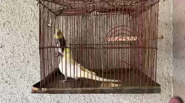 Cockatiel, farm video