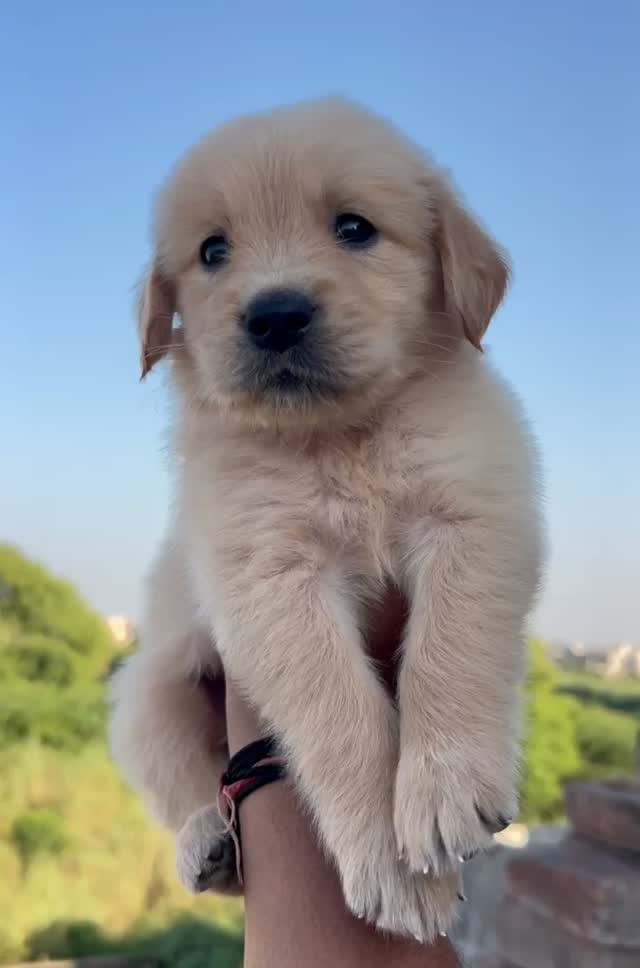 Golden Retriever, farm video