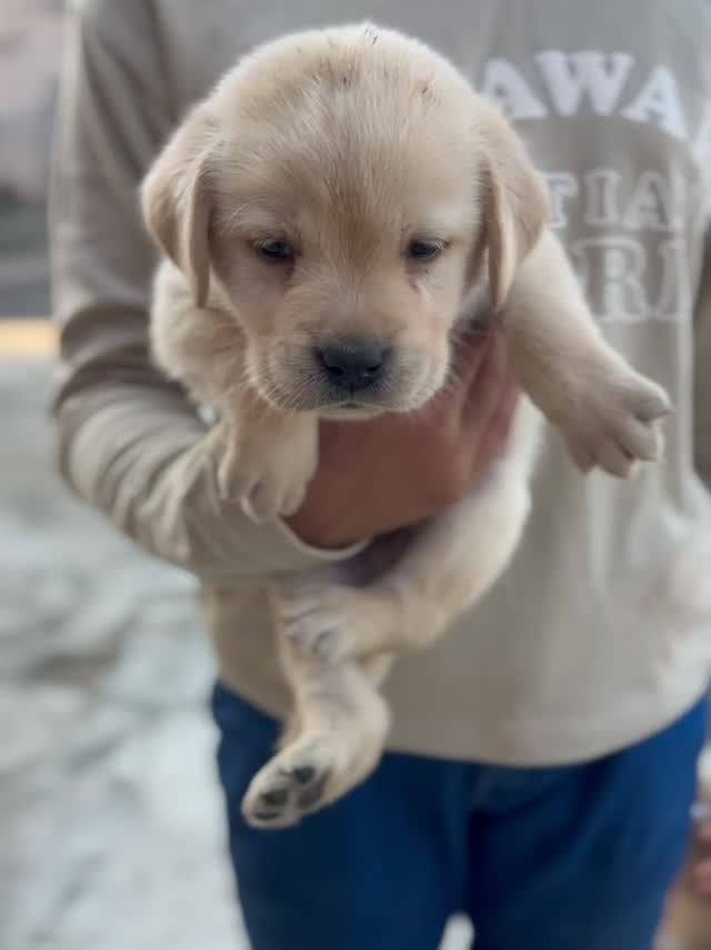 Beagle Black & Tan Puppy, farm video