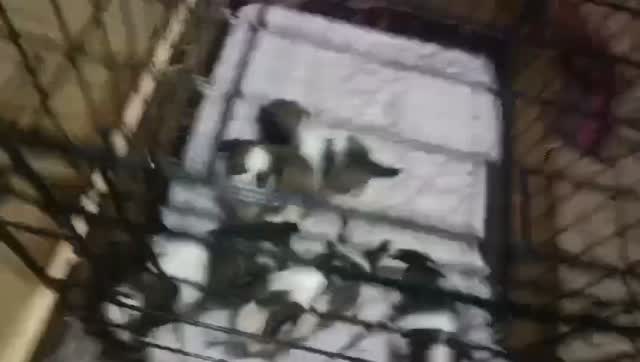 Shih Tzu | Black Color, farm video