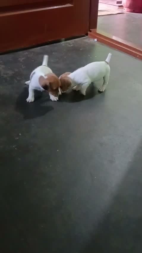 Pitbull Terrier Puppy, farm video