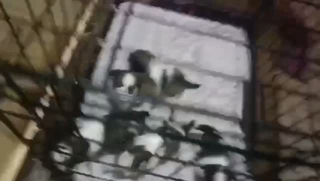 Shih Tzu | Black Color, farm video