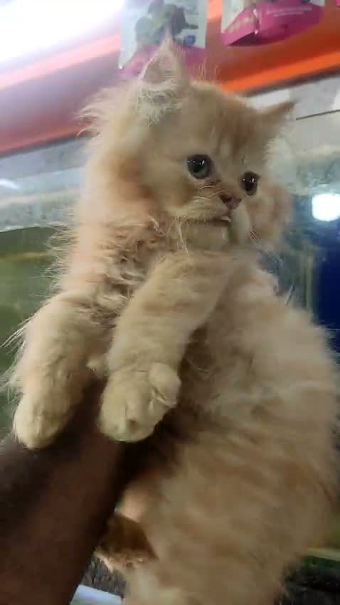 Persian, farm video