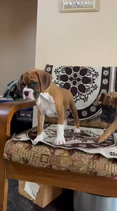 Boxer Puppy, farm video