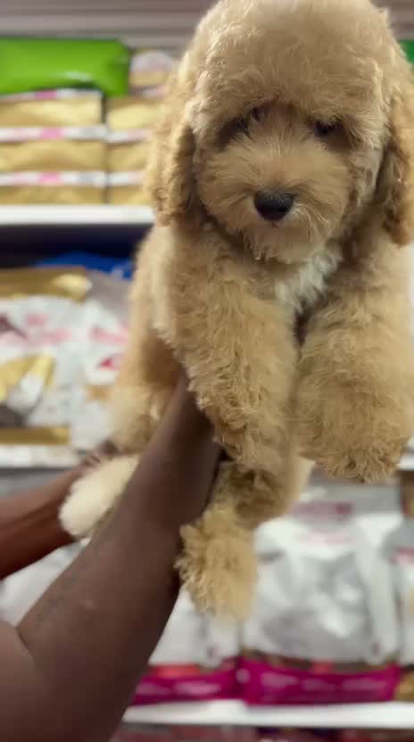 Standard Poodle Puppy | White, farm video