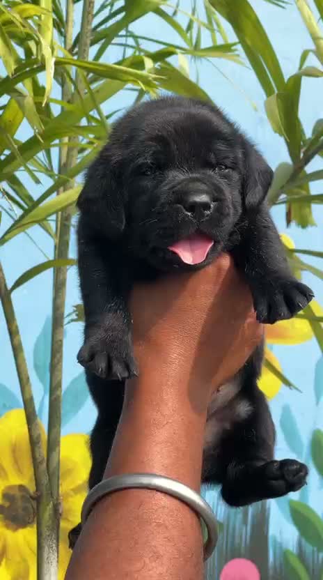 Beagle Black & Tan Puppy, farm video