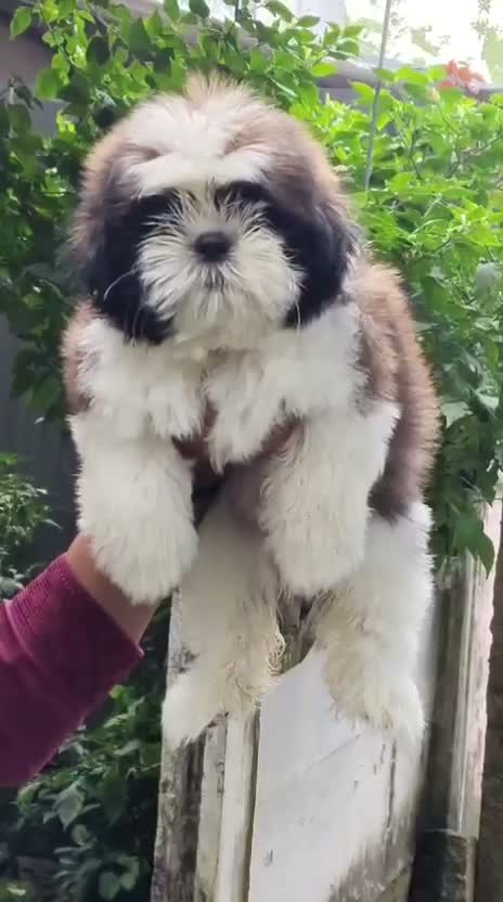 Shih Tzu | Black Color, farm video