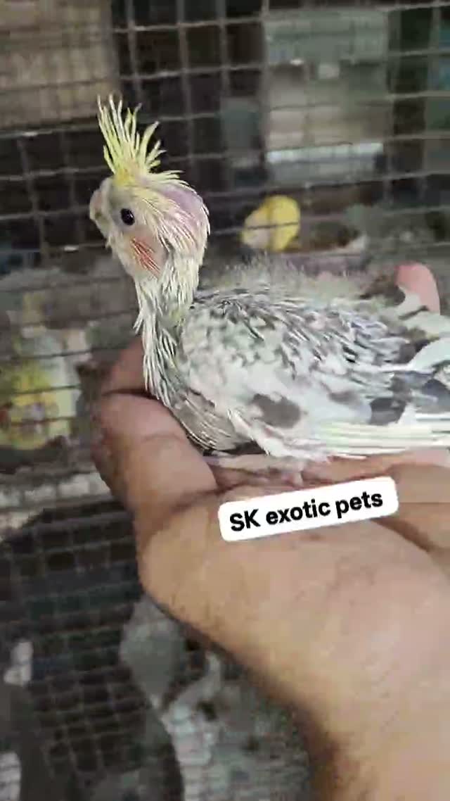 Cockatiel, farm video