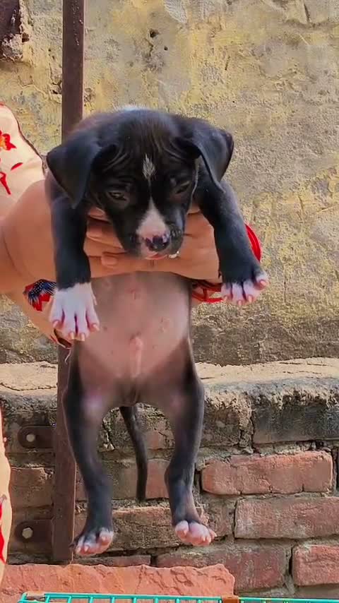 Pitbull Terrier Puppy, farm video