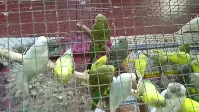 Budgies | Fallow, farm video