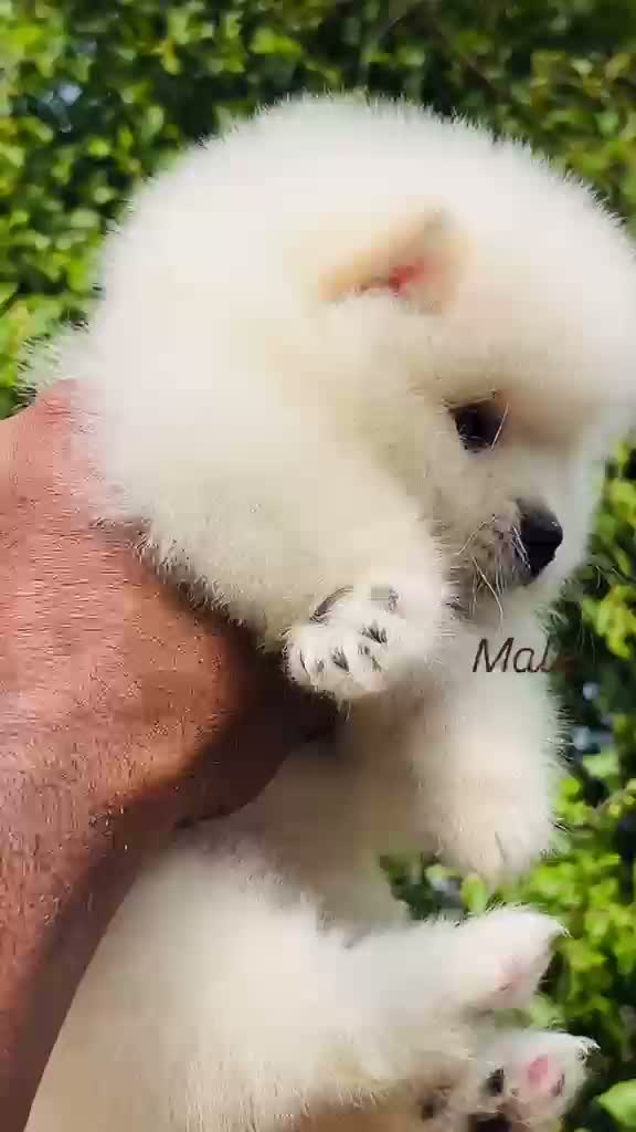 Toy Poodle Puppy, farm video