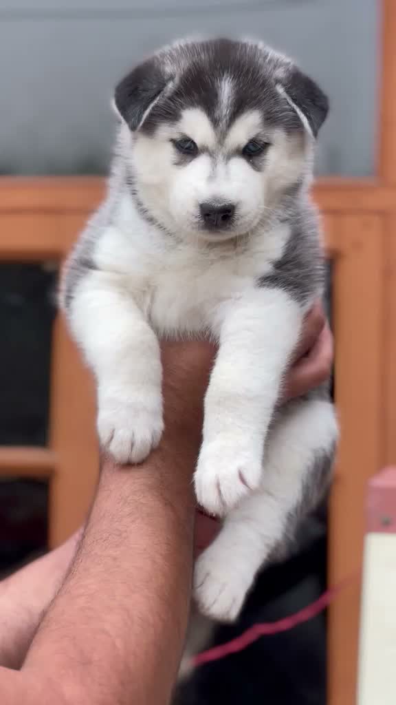 Siberian Husky Puppy | Black & White Color, farm video