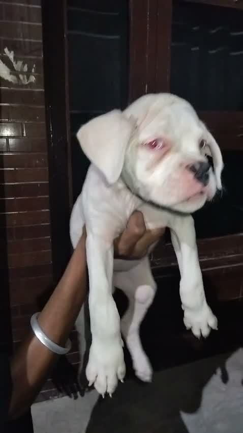 Boxer Puppy, farm video
