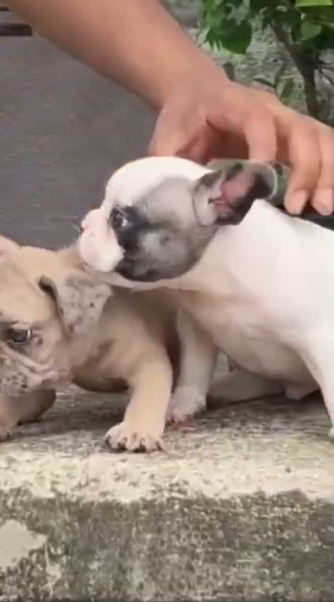 French Bulldog Puppy, farm video