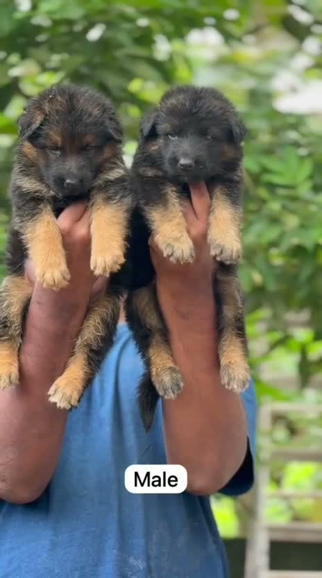 German Shepherd Puppy, farm video
