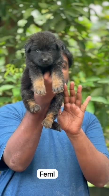 German Shepherd Puppy, farm video
