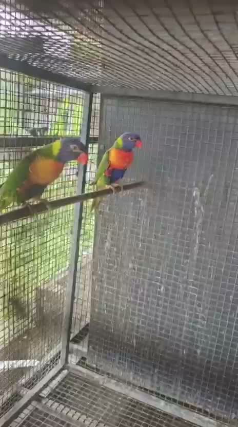 Chattering Lorikeet, farm video