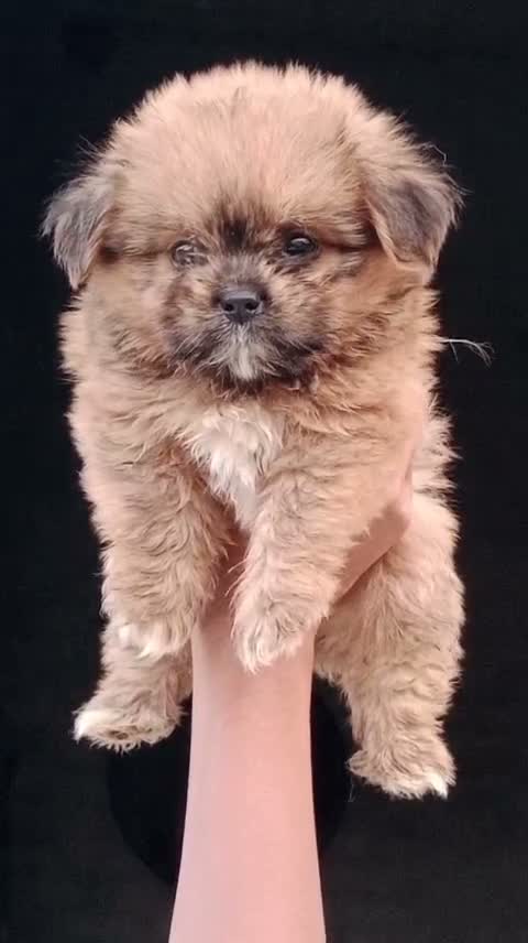 Dachshund Puppy | Brown & Tan, farm video