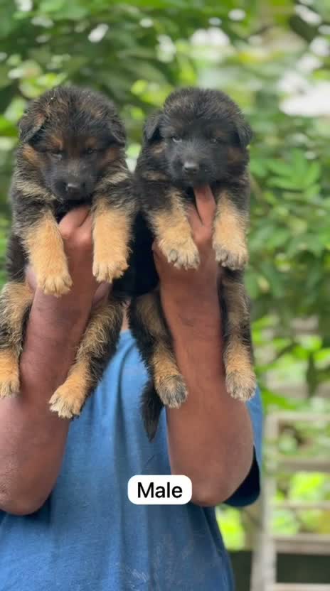 German Shepherd Puppy, farm video