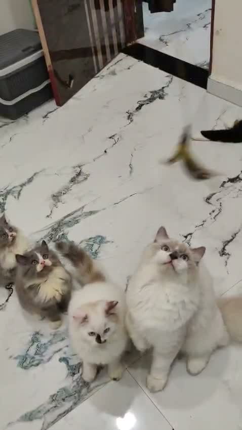 Persian, farm video