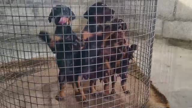 European Doberman Puppy, farm video