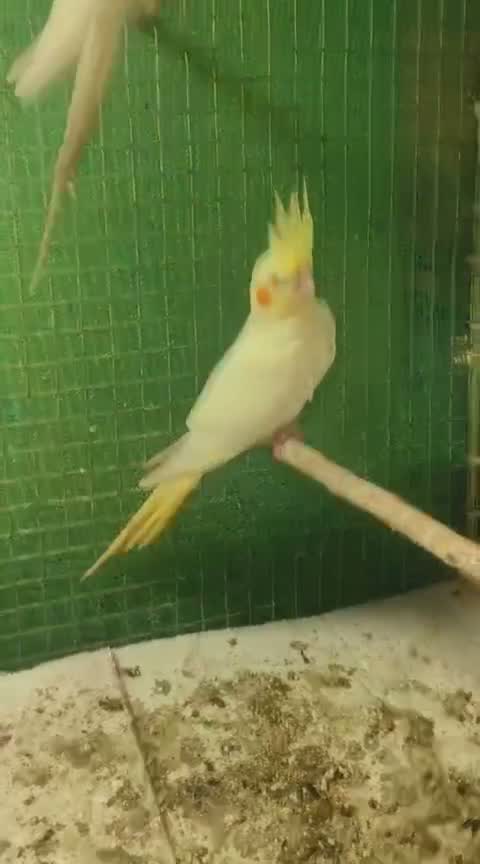Cockatiel, farm video