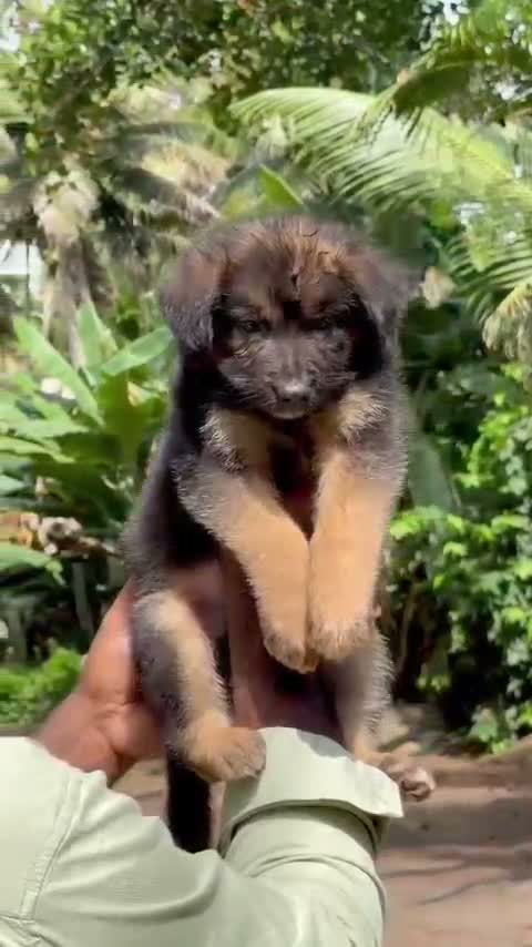 German Shepherd Puppy, farm video