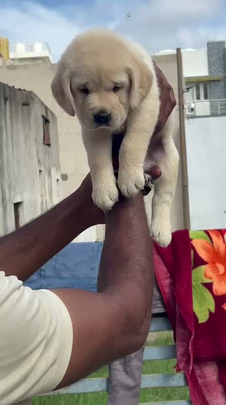 Beagle Black & Tan Puppy, farm video