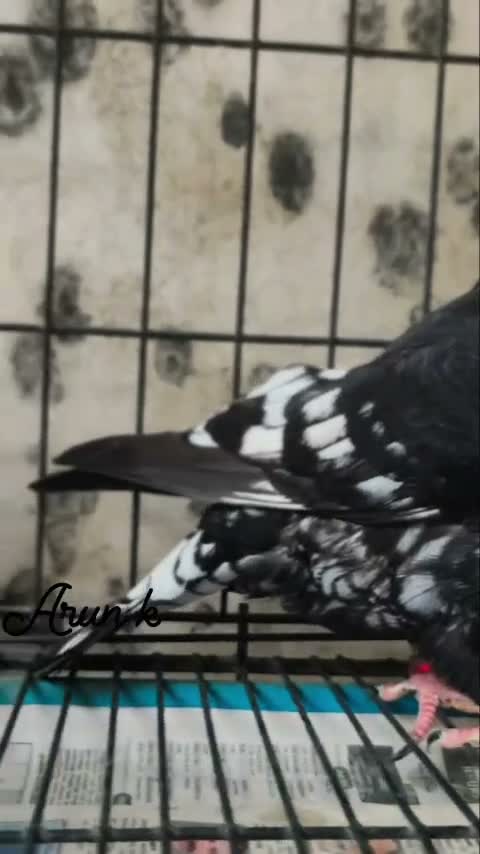 Fantail Pigeon, farm video