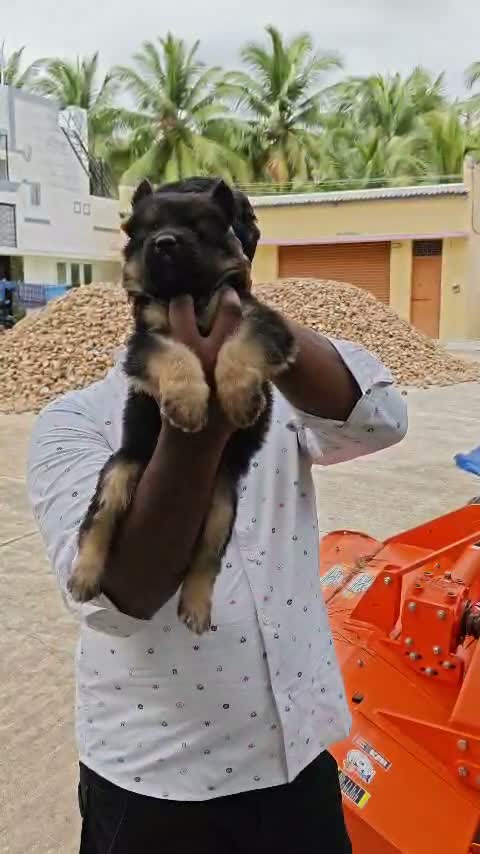 German Shepherd Puppy, farm video