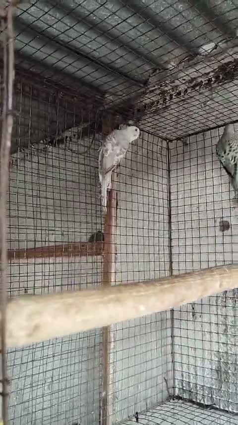 Budgies | Fallow, farm video