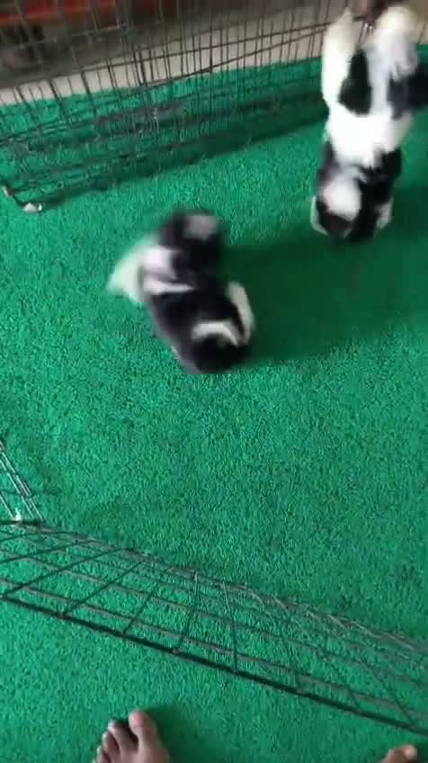 Shih Tzu | Black Color, farm video