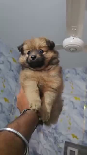 Culture Toy Pom Puppy | White, farm video
