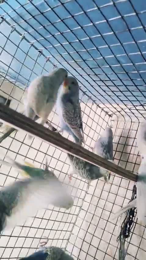 Budgies | Fallow, farm video