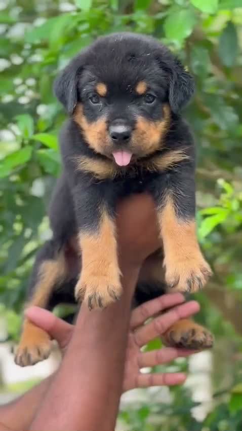 Rottweiler Puppy, farm video