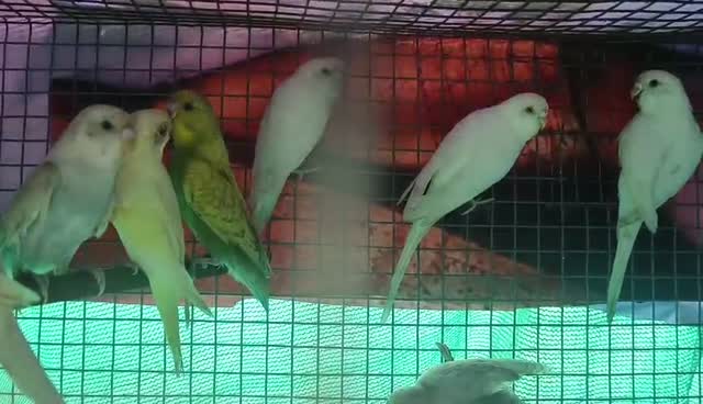 African Love Birds, farm video