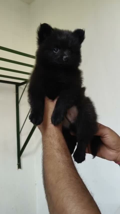 Pomeranian Puppy, farm video